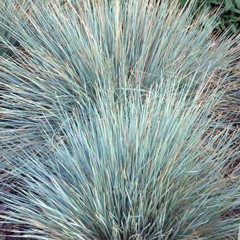 Helictotrichon sempervirens 'Sapphire' - Blue Oat Grass