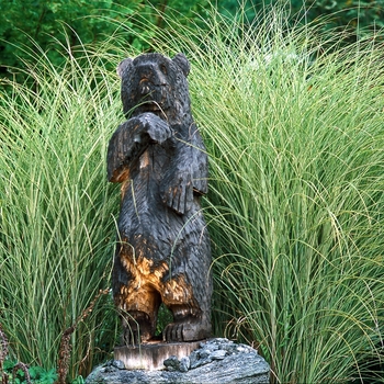 Miscanthus sinensis - 'Morning Light'