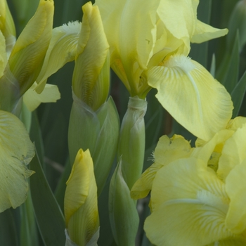 Iris-Dwarf