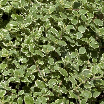 Plectranthus 'Variegata' - Mint Leaf