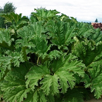Rheum - Canada Red Rhubarb