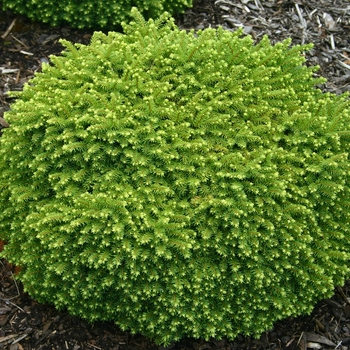 Picea abies - 'Little Gem' 