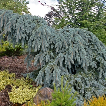 Picea pungens - 'The Blues' Colorado Spruce