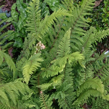 Polystichum 'munitum' - Sword Fern