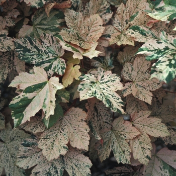 Acer pseudoplatanus 'Eskimo Sunset' - Maple
