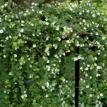Bacopa