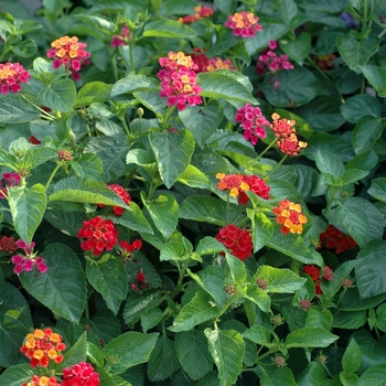 Lantana camara 'Confetti' - Lantana