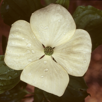 Cornus x 'Venus' - Venus Dogwood