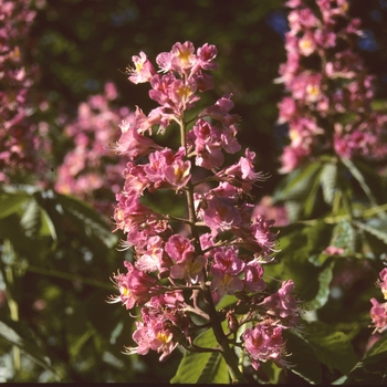 Aesculus x carnea - Red Chestnut