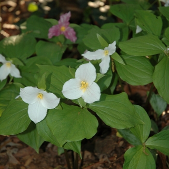 Trillium grandiflorum - Snow Trillium