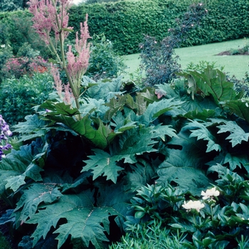 Canada Red - Rhubarb
