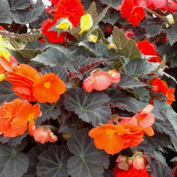 Begonia x tuberhybrida - Nonstop® Mocca Mix
