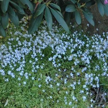 Houstonia caerulea - Mountain Bluets