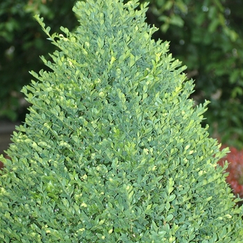 Buxus mic.var. insularis 'Green Mountain' - Green Mountain Clip Cone Boxwood
