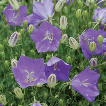 Campanula carpatica - 'Blue Clips'