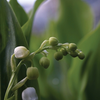 Convallaria majalis - Lily of the Valley