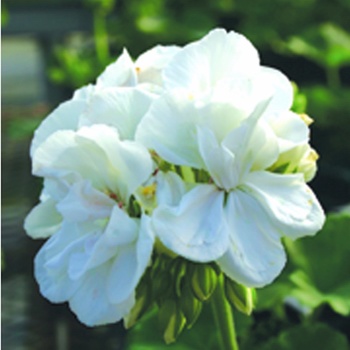 Pelargonium zonale - Daredevil® Snow