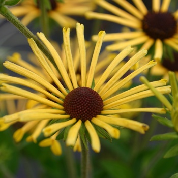 Rudbeckia subtomentosa - 'Henry Eilers'