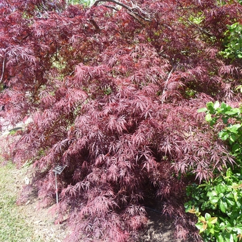 Acer palmatum 'Tamukeyama' - Japanese Maple
