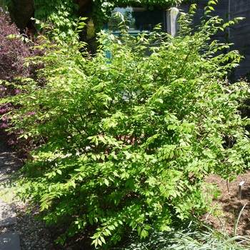 Euonymus alatus 'Little Moses&8482;' 'Odom' PP13168 (Dwarf Burning Bush) - Little Moses&8482; Dwarf Burning Bush