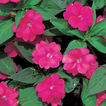 IMPATIENS for the SUN - SunPatiens® Vigorous Magenta