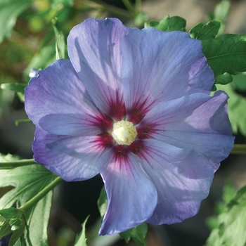 Hibiscus syriacus - Azurri Blue Satin®