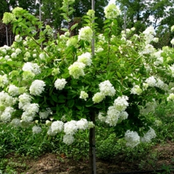 Pee Gee Hydrangea