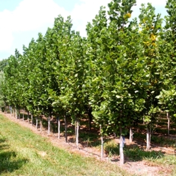 Liriodendron tulipifera - Tulip Tree