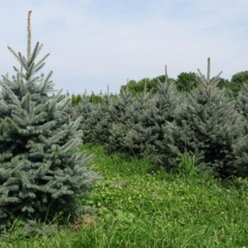 Picea pungens - 'Fat Albert' 