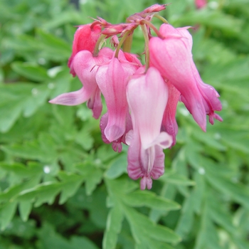 Dicentra Spectabilis 'Valentine' - Bleeding Heart