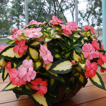 IMPATIENS for the SUN - SunPatiens® Spreading Salmon