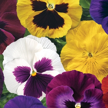 Pansy