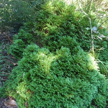 Thuja occidentalis - 'Little Giant'