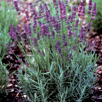 Lavandula angustifolia 'Hidcote Superior' - English Lavender