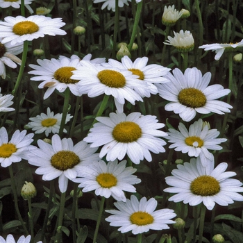 Leucanthemum x superbum - 'Becky'