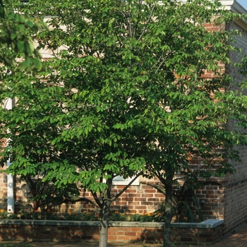 Amelanchier laevis - 'Cumulus'