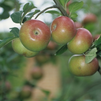 Malus pumila (Apple) - Gala Apple