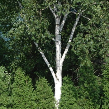 Betula 'Jacquemonti' - Jacquemonti Birch