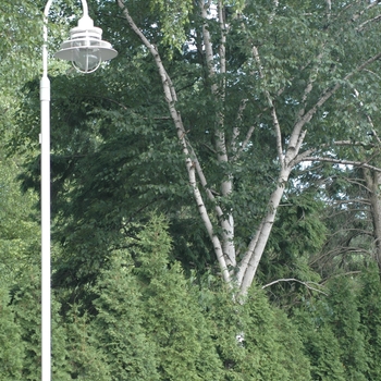Betula 'Jacquemonti' - Jacquemonti Birch Clump