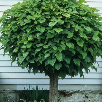 Catalpa bignoniodes 'Bungei' - Globe Catalpa