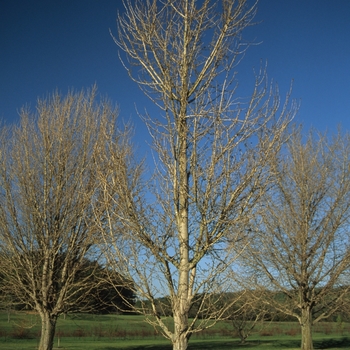 Maidenhair Tree