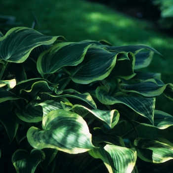 Hosta 'Yellow River' - Hosta