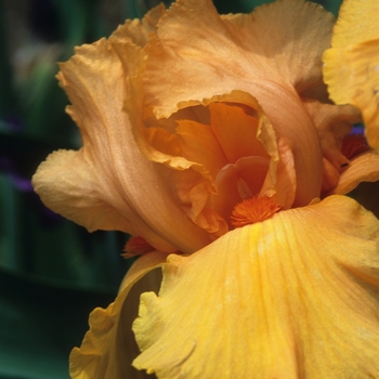 Iris germanica 'Skyfire