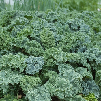 Brassica oleracea - Green/Blue Kale