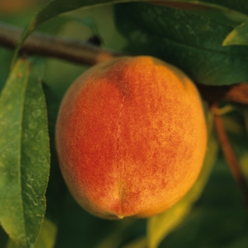 Prunus persica - Peach New Haven
