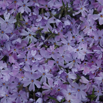 Phlox subulata - 'Emerald Blue'