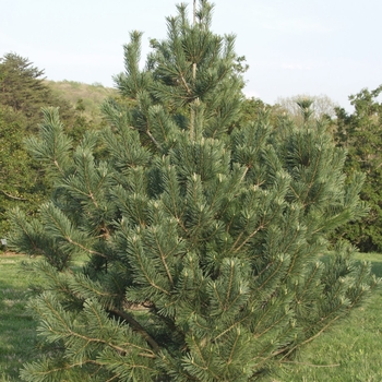 Pinus flexilis - 'Vanderwolf's Pyramid'