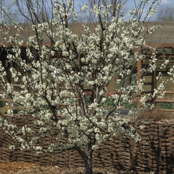 Prunus domestica 'Stanley' (Stanley Plum) - Stanley Stanley Plum