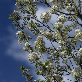 Pyrus calleryana - Chanticleer® Pear