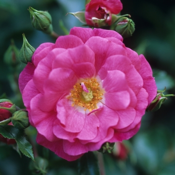 Rosa 'Flower Carpet Pink' - Rose